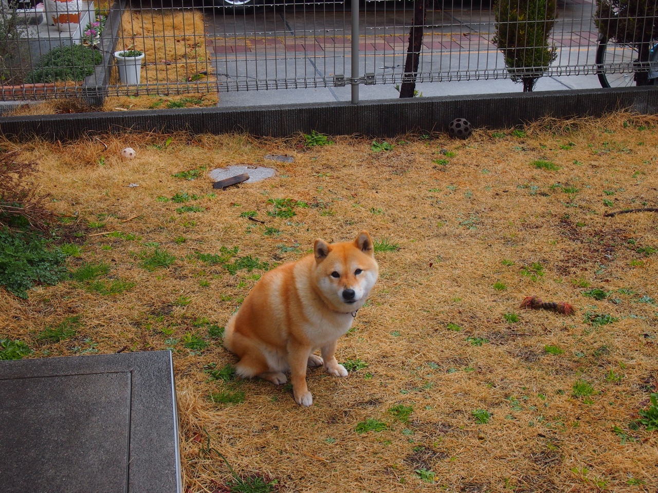 温布利式逆袭，威廉姆斯如何用一场不完美的胜利，改写F1强弱法则