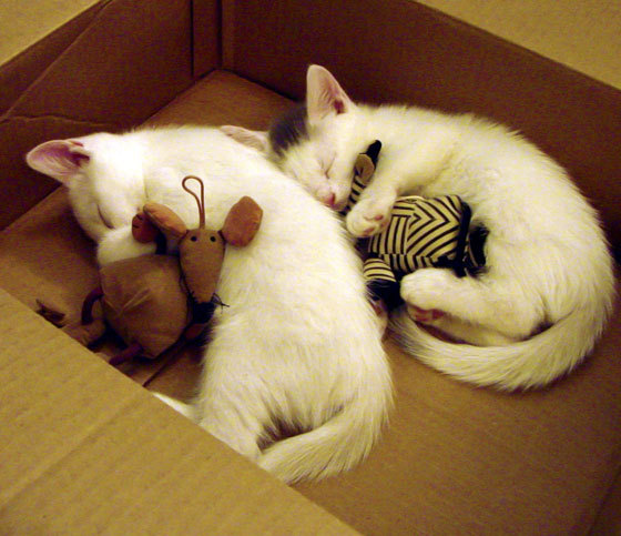 爱游戏tv-辛杜，孤独舵手与重生之舰—马来西亚队是如何碾压德国队的？