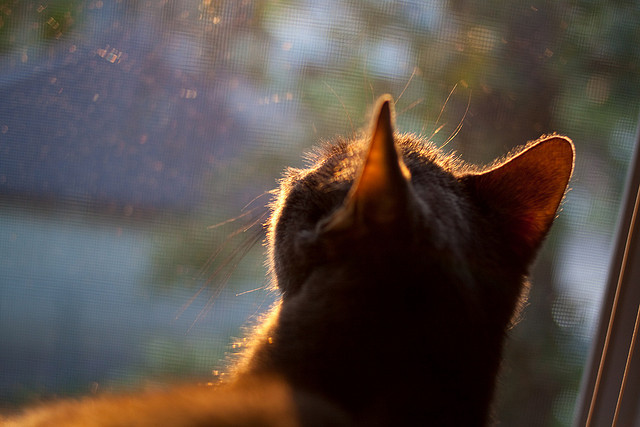 爱游戏官方入口-国王双冠，范弗利特逆天三分雨浇灭湖人，萨城新王加冕夜