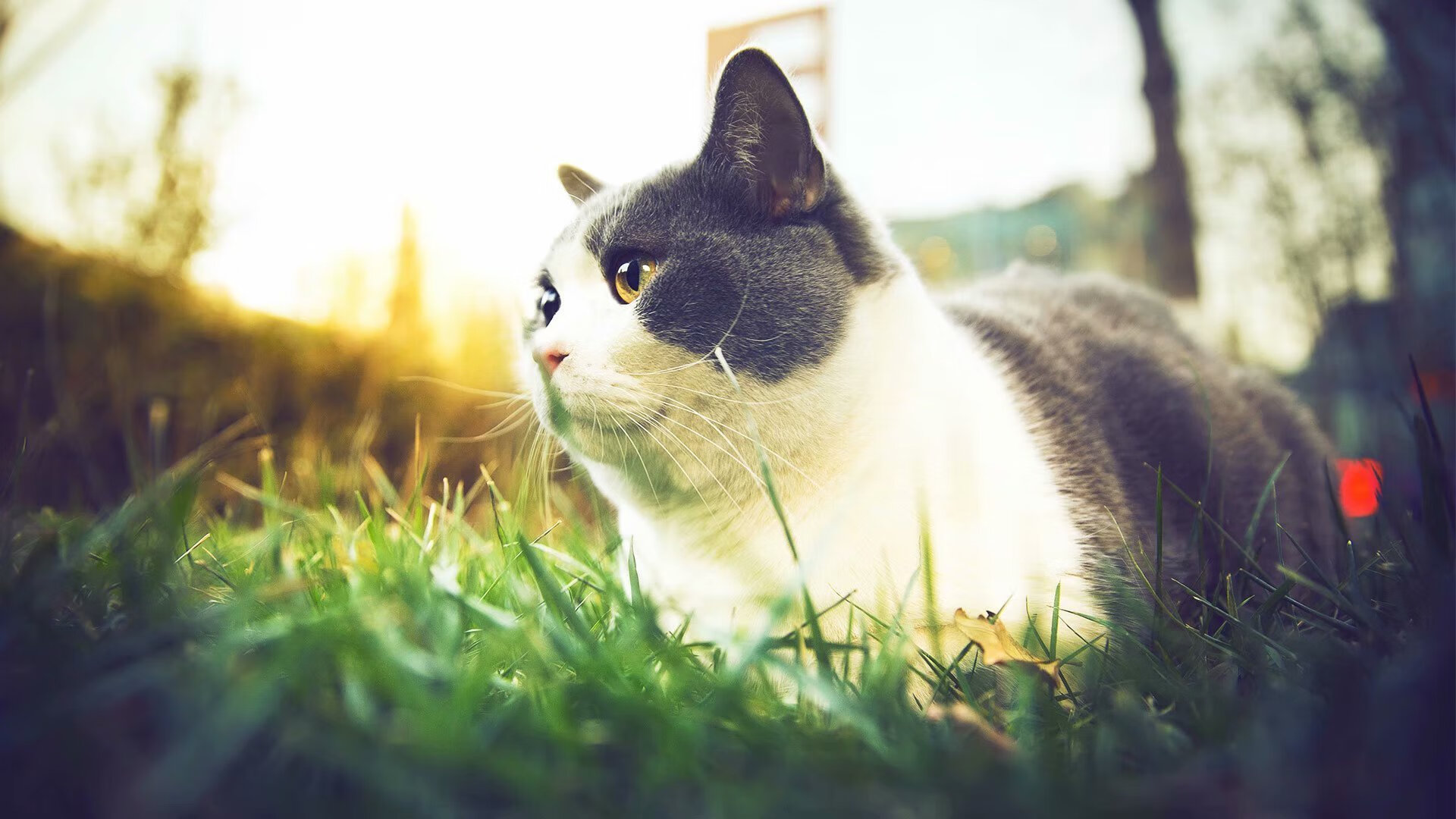 爱游戏官方-风暴vs巨兽，福克斯末节飓风掀翻东北虎