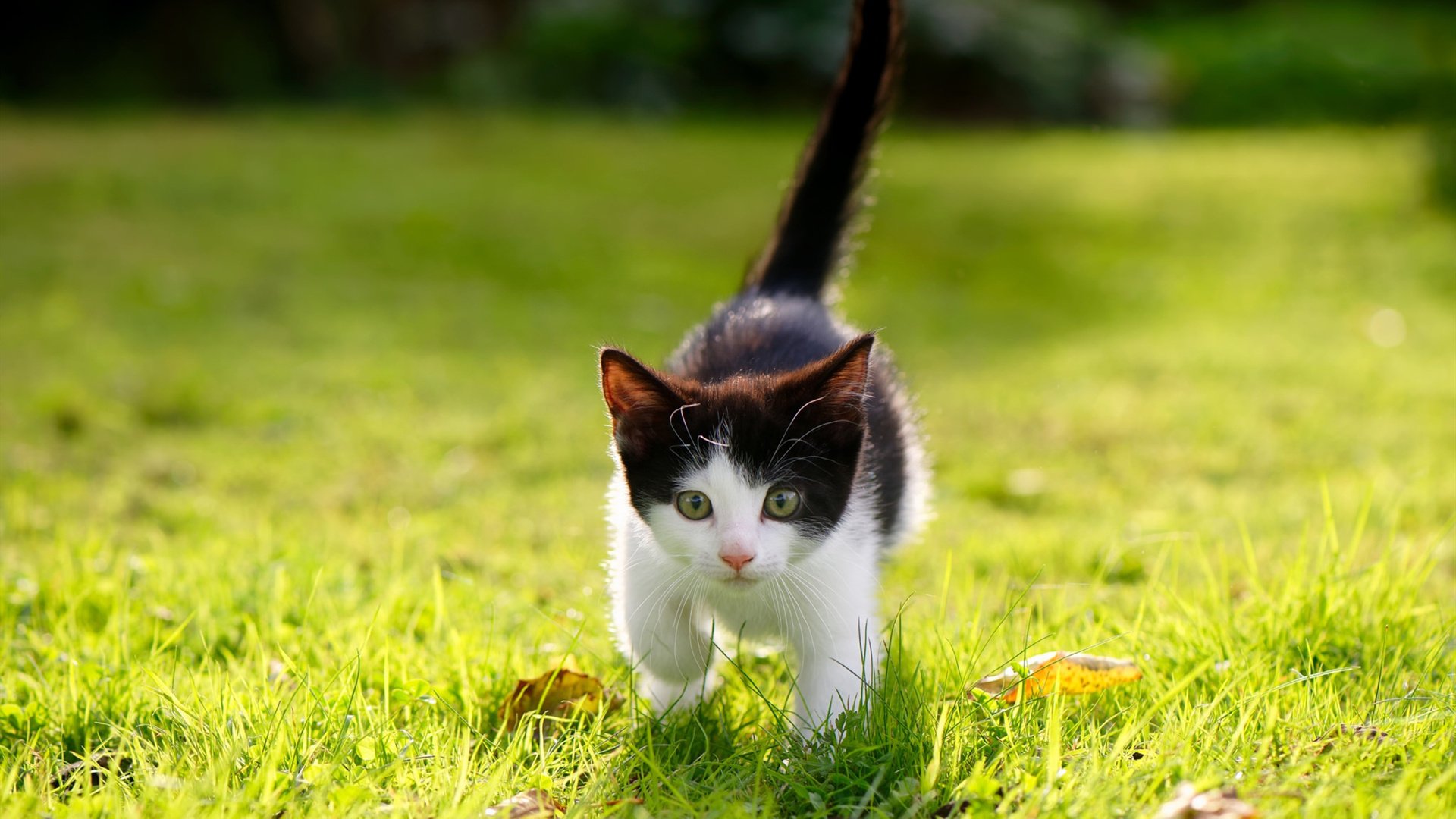 篮球DNA，在印第安纳和欧洲的夜空下，同一份胜利配方