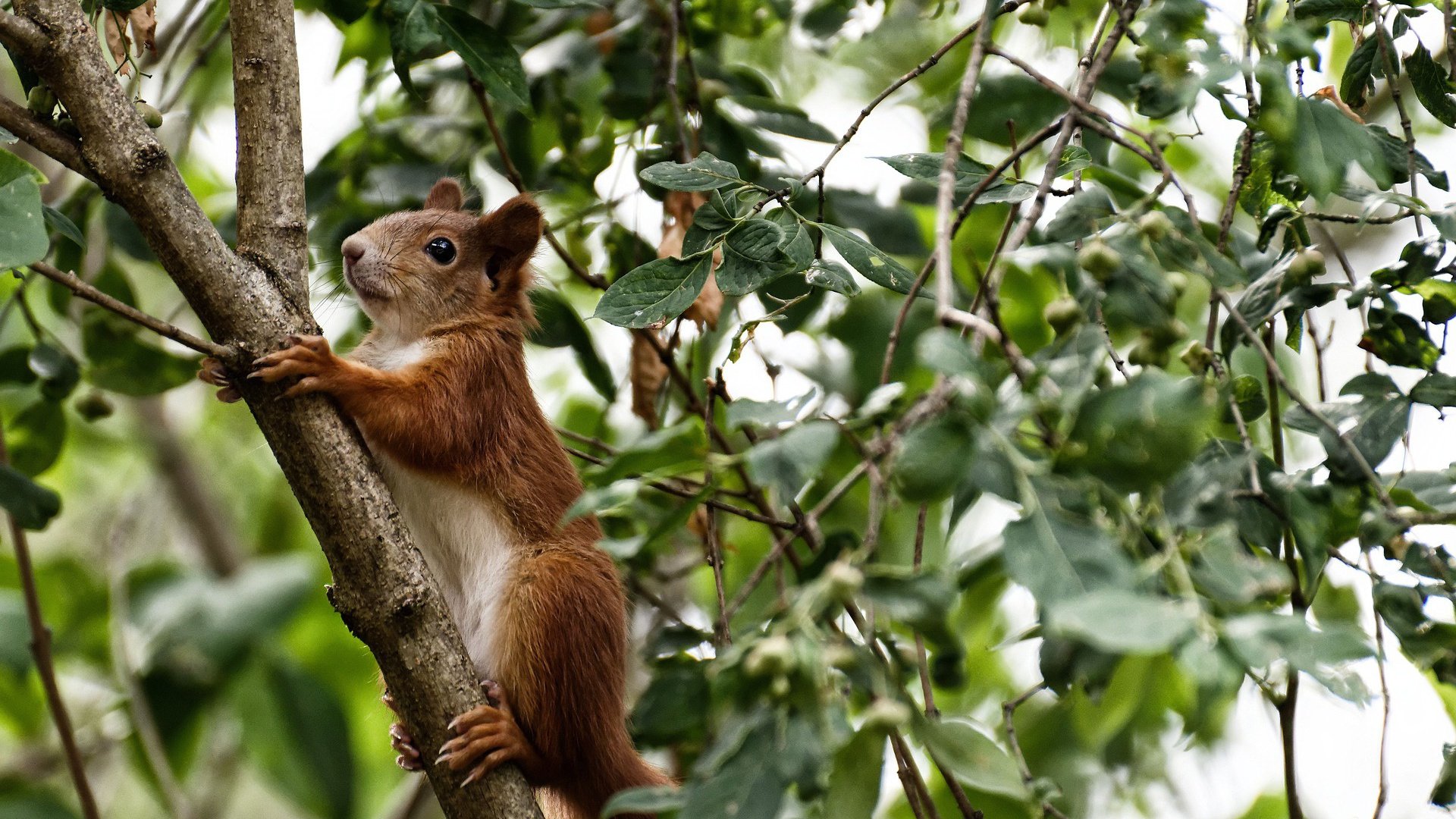 节奏与心跳,当哈登用掌控书写艺术,公牛用秒针改写结局