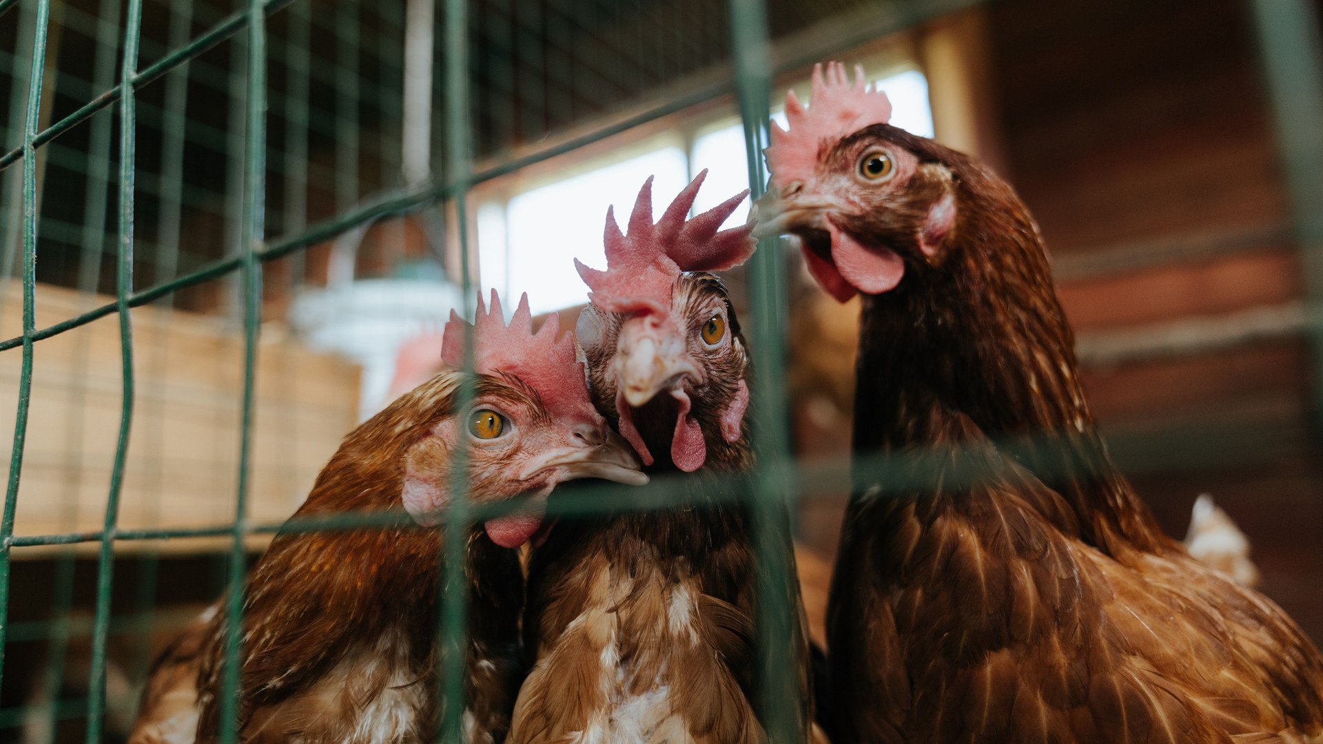 寂静的轰鸣，班凯罗的完美手术刀，如何肢解约基奇的掘金帝国？