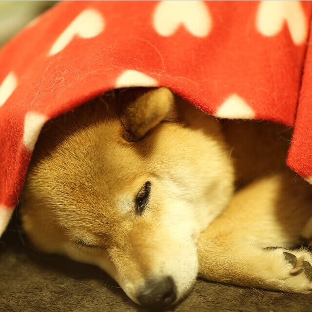 当他倒下时,命运的天平开始倾斜,苏亚雷斯制造的伤口,终由塞内加尔的汗水缝合