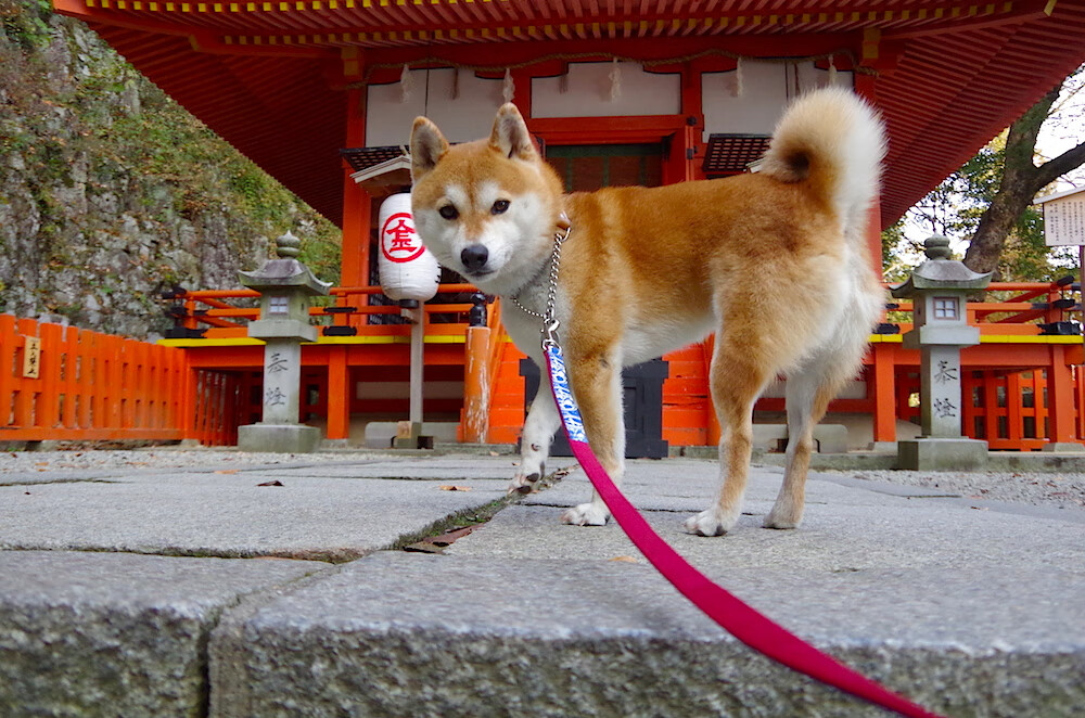 跨界巅峰对决，伦纳德生涯之夜点燃火箭与山西队的篮球盛宴