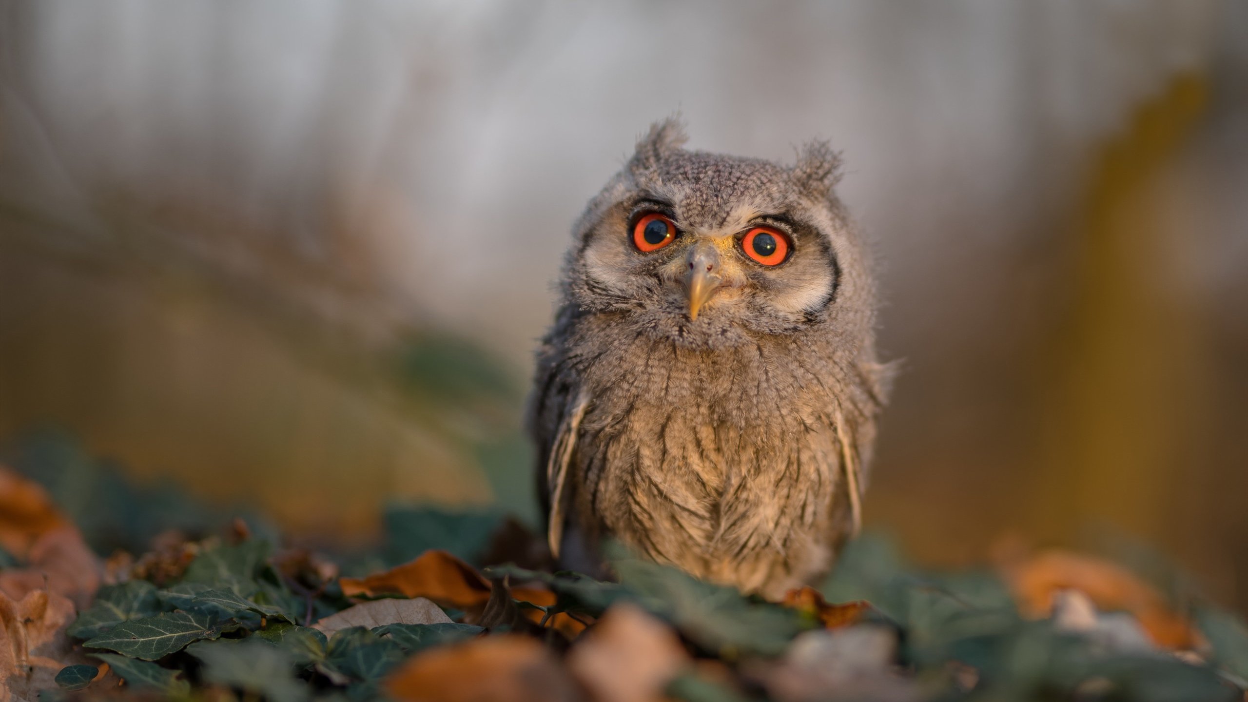 爱游戏入口-我注意到您提供的关键词中存在明显的矛盾，意甲是意大利足球甲级联赛，而比利亚雷亚尔是西班牙球队，玻利维亚是一个南美洲国家。这很可能是笔误或概念混淆