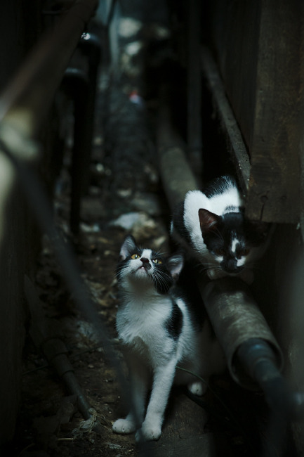 上海队友谊赛惊天逆转，一波流带走独行侠；恩比德50分神迹点燃赛场激情