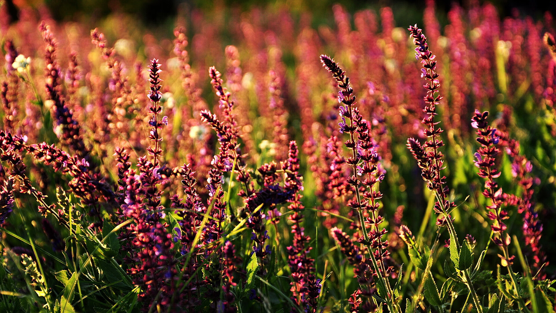 坎特的大场面魔术，皇家社会与加拿大的友谊赛盛宴