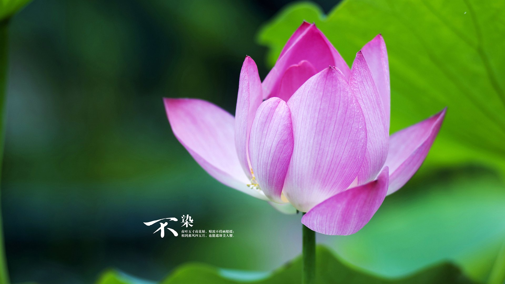 节奏之王的交响,莫德里奇舞动中场,美国完胜斯洛伐克锁定H组关键战